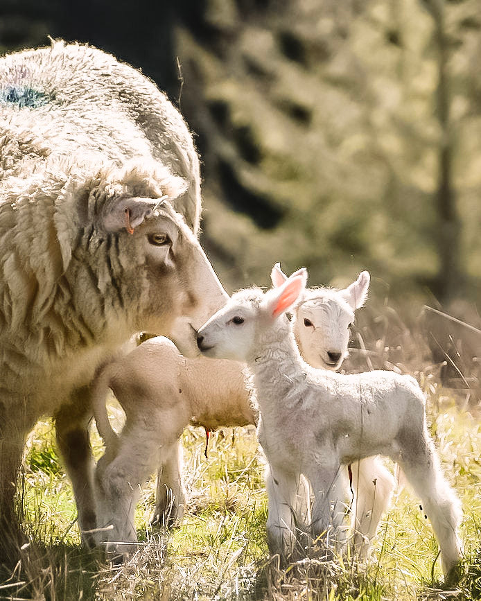 Climate Beneficial™ Wool Sponges